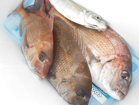 こうゆう丸 釣果