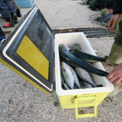 オーシャンズ　京都 釣果