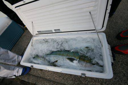 オーシャンズ　京都 釣果