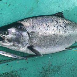 広進丸 釣果