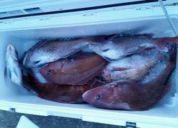 ディープ オーシャン 釣果