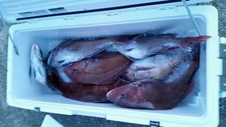 ディープ オーシャン 釣果