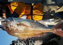 ディープ オーシャン 釣果