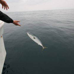 オーシャンズ　京都 釣果