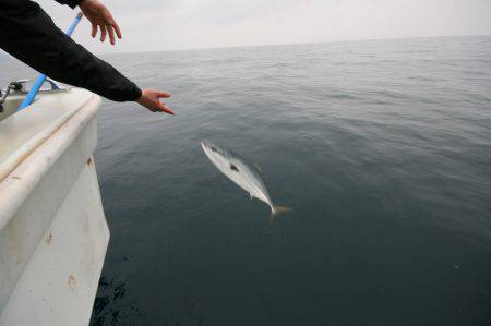 オーシャンズ　京都 釣果