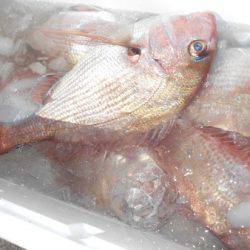 こうゆう丸 釣果