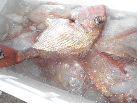 こうゆう丸 釣果