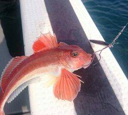 IDATEN（イダテン） 釣果