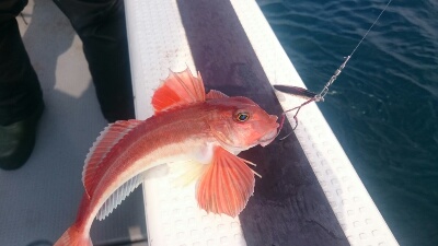 IDATEN（イダテン） 釣果