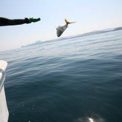 オーシャンズ　京都 釣果