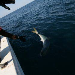 オーシャンズ　京都 釣果