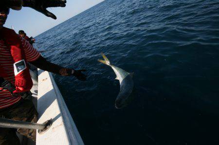 オーシャンズ　京都 釣果