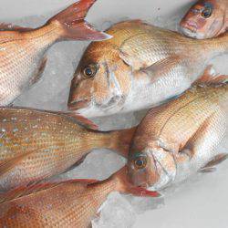 こうゆう丸 釣果