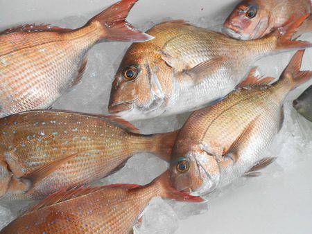 こうゆう丸 釣果