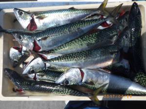 石川丸 釣果