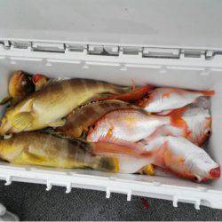 第二大福丸 釣果