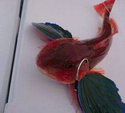 IDATEN（イダテン） 釣果