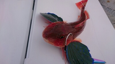 IDATEN（イダテン） 釣果