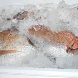 こうゆう丸 釣果