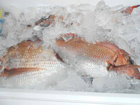 こうゆう丸 釣果