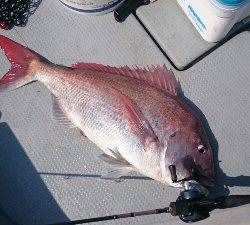 IDATEN（イダテン） 釣果