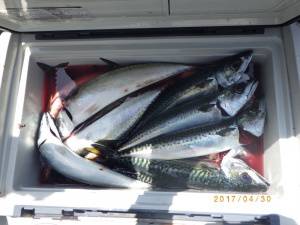 石川丸 釣果