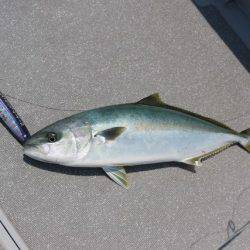 へいみつ丸 釣果