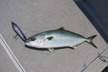 へいみつ丸 釣果