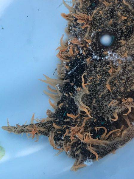 へいみつ丸 釣果