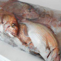 こうゆう丸 釣果