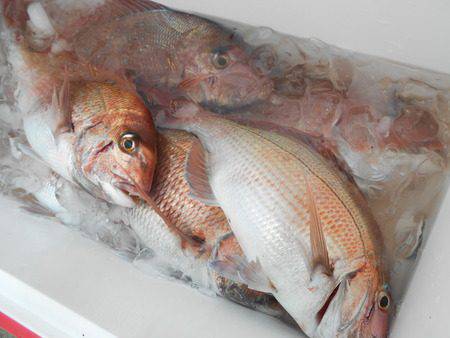 こうゆう丸 釣果