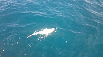 IDATEN（イダテン） 釣果