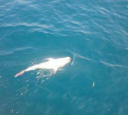 IDATEN（イダテン） 釣果