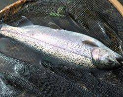 蓼の海（たてのうみ） 釣果