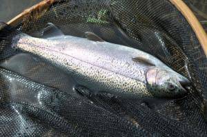 蓼の海（たてのうみ） 釣果