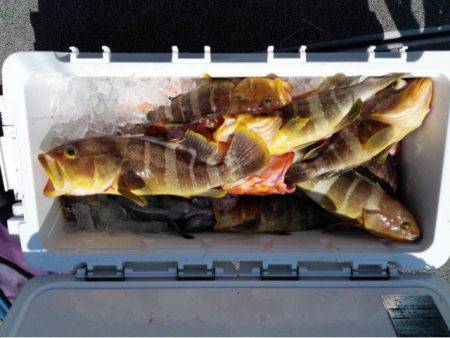 第二大福丸 釣果