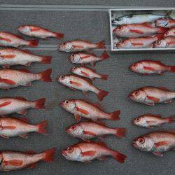 へいみつ丸 釣果