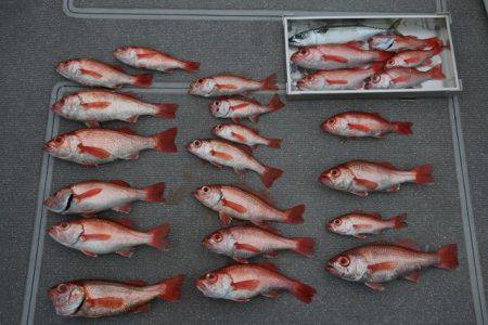 へいみつ丸 釣果