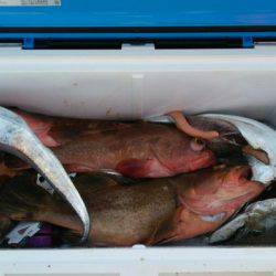 遊漁船 ニライカナイ 釣果