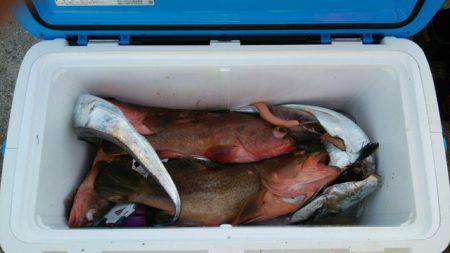 遊漁船 ニライカナイ 釣果