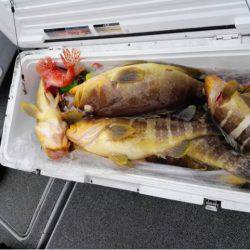 第二大福丸 釣果