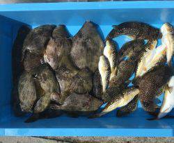 おざき丸 釣果
