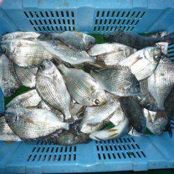 海山フィッシングセンター 釣果