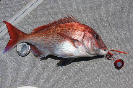 へいみつ丸 釣果