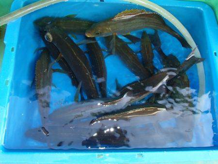 第二むつ漁丸 釣果