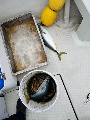 遊漁船 ニライカナイ 釣果