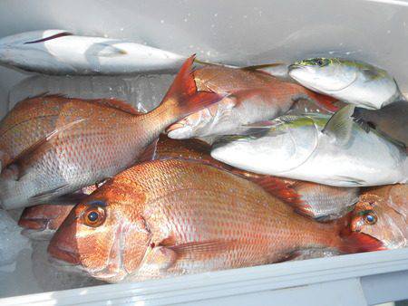 こうゆう丸 釣果