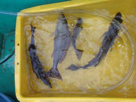 第二むつ漁丸 釣果