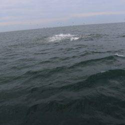 へいみつ丸 釣果