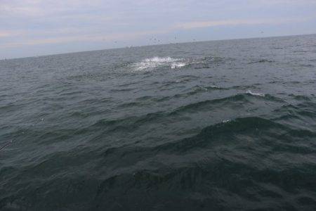 へいみつ丸 釣果